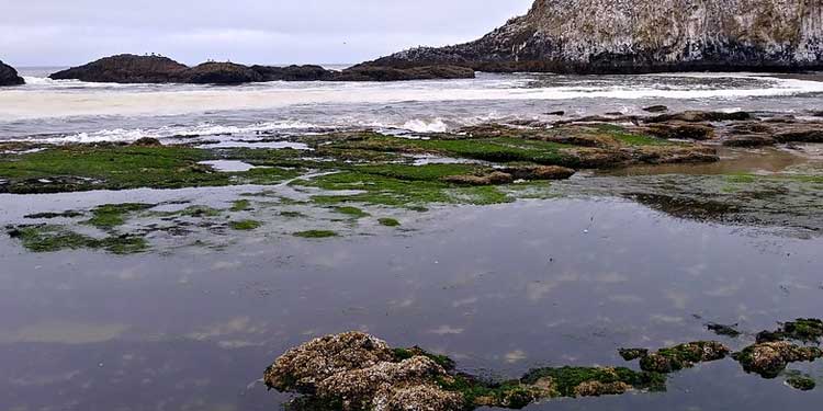 Seal Rock State Recreation Site