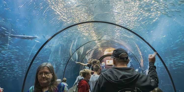 See Sea Life Creatures at the Oregon Coast Aquarium