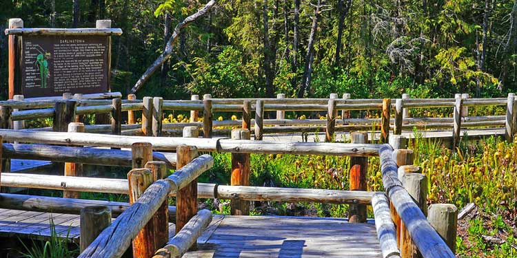 See the Carnivorous Floras at the Darlingtonia State Natural Site