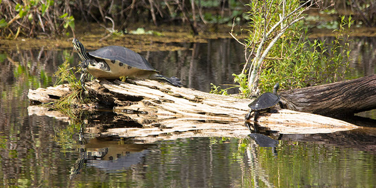 Six Mile Cypress Slough Preserve