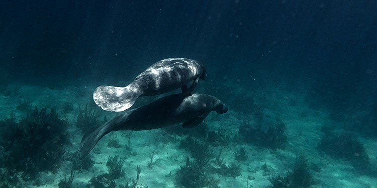 Snorkeling