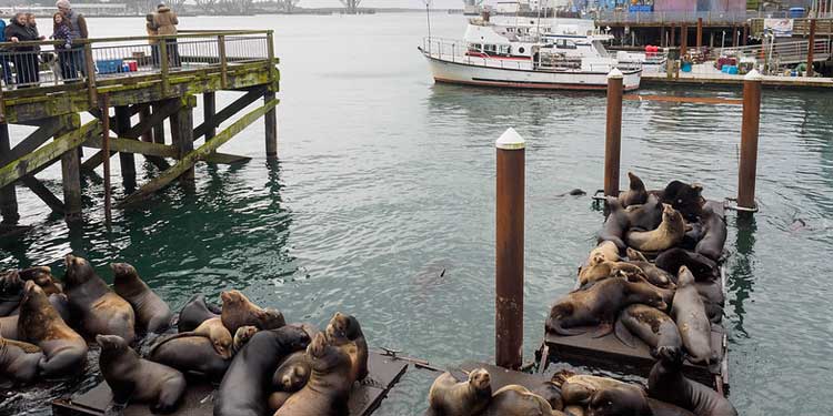 Watch Sea Lions at the Newport Historic Bayfront