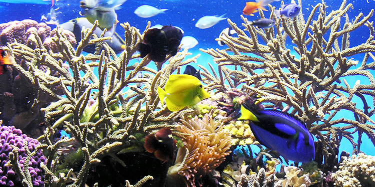 Birch Aquarium at Scripps Institution of Oceanography