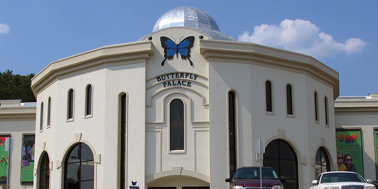 Butterfly-Palace
