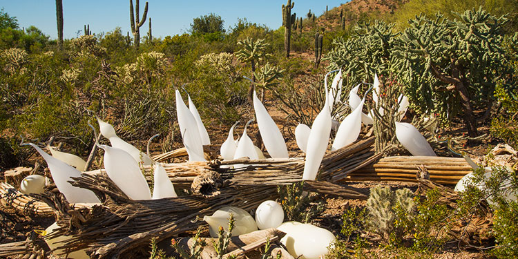 Desert Botanical Garden