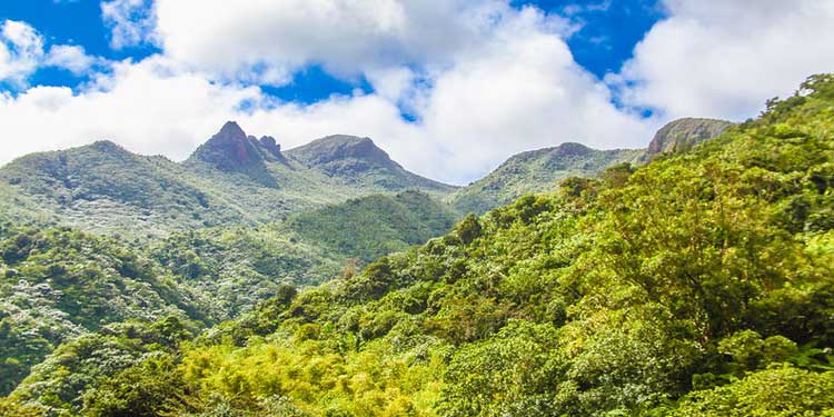 Man Vs Wild Adventure at the El Yunque National Forest 