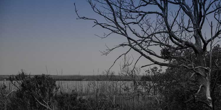 Explore the Currituck National Wildlife Refuge