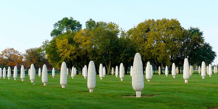 Field of Corn
