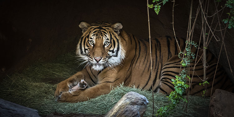 Fresno Chaffee Zoo