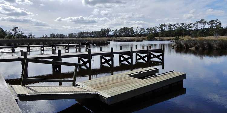 Go Birdwatching in Kitty Hawk Woods Coastal Reserve 