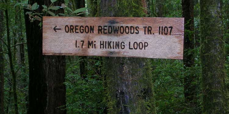 Go Hiking at the Oregon Redwoods Trail