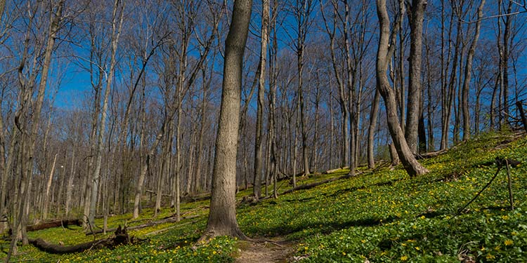 Mt. Airy Forest