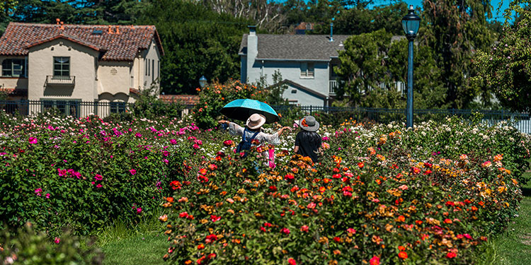 Municipal Rose Garden