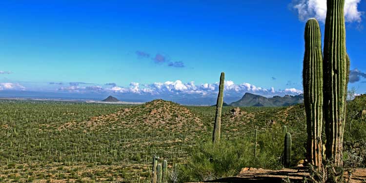 Saguaro National Forest