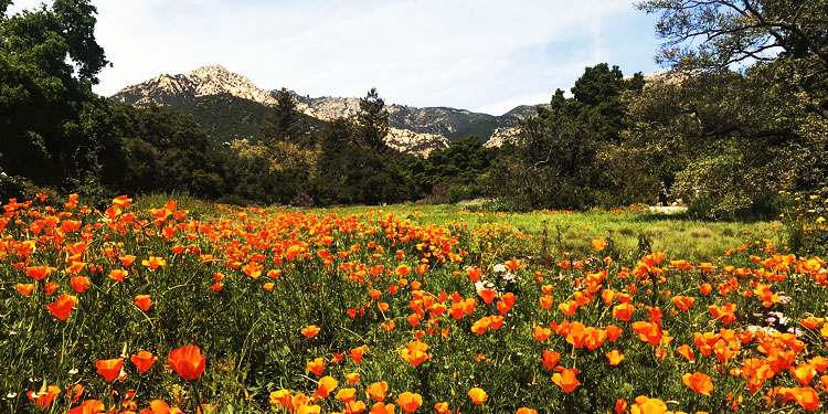 Santa Barbara Botanic Garden