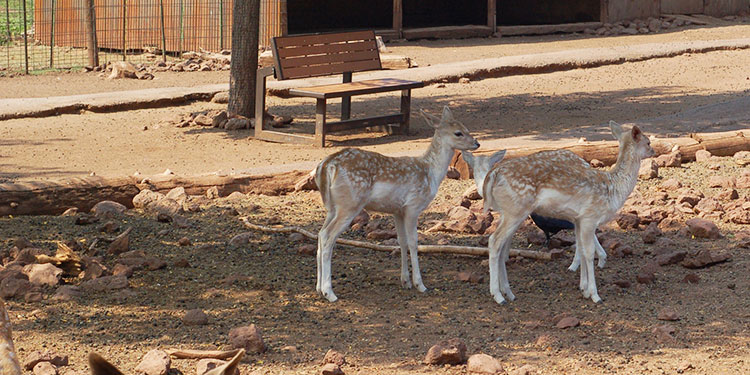 The Grand Canyon Deer Farm