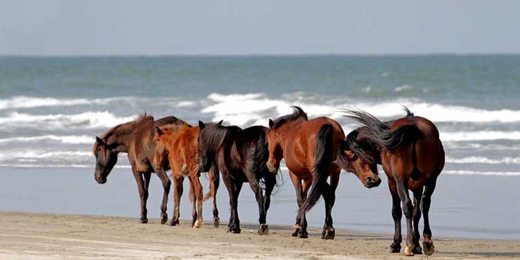 Watch the Wild Horses on the Northern Beaches of Corolla