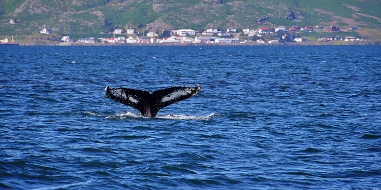 Whale-watching Tour in Santa Barbara Harbor