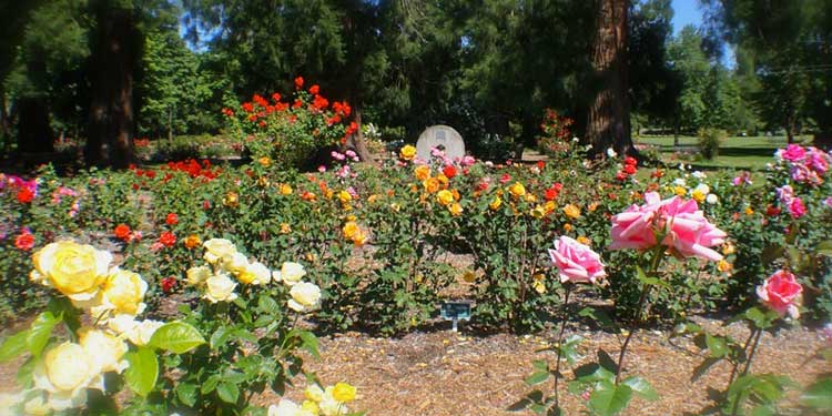 Stroll Around Avery Park Rose Garden