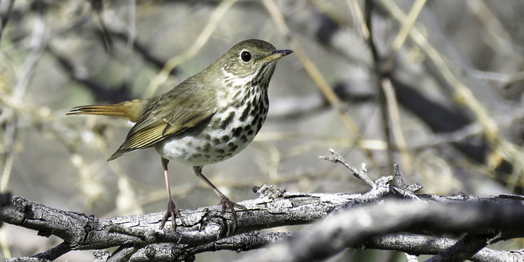 Bird Watching at the Catalina State Park 