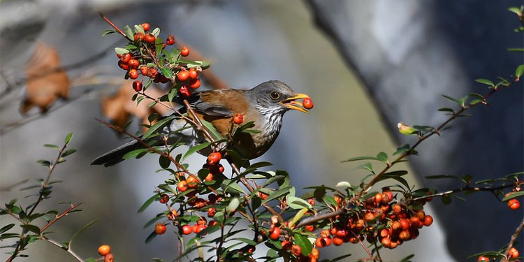 Bird-watching at Madera Canyon