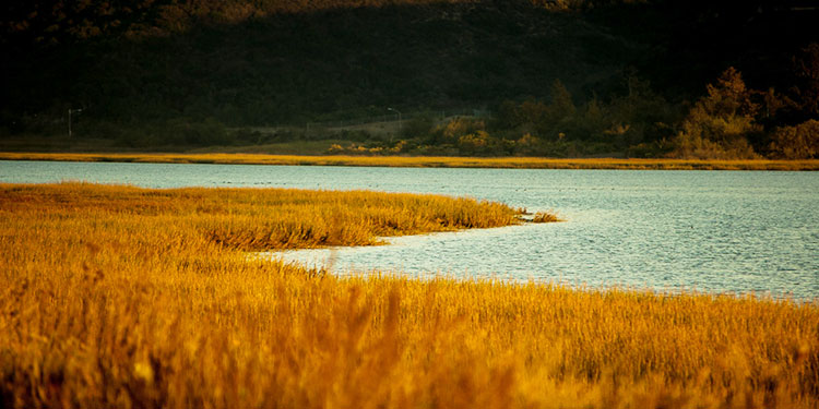 Carlsbad Lagoon 