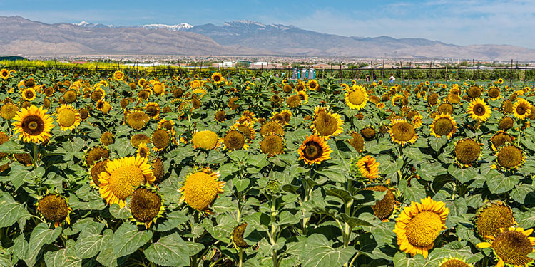 Gilcrease Orchard