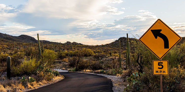 Go on a Drive to Saguaro National Park East