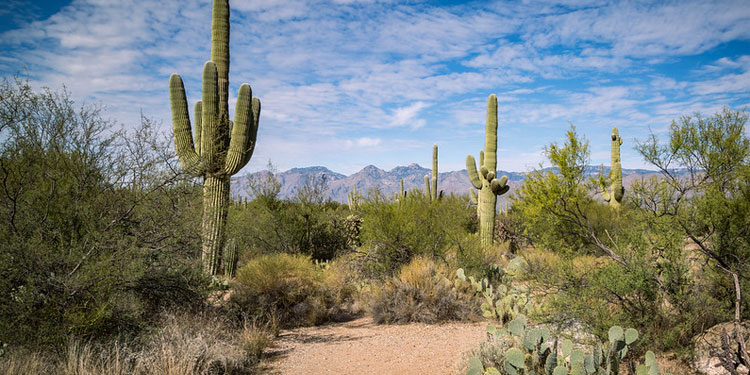 Hike up the Saguaro National Park West
