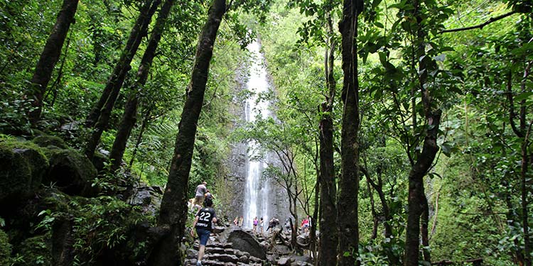 Manoa Falls