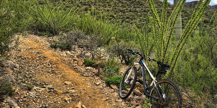 Mountain Biking on Starr Pass Trail