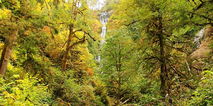 Hike Through Munson Creek Falls