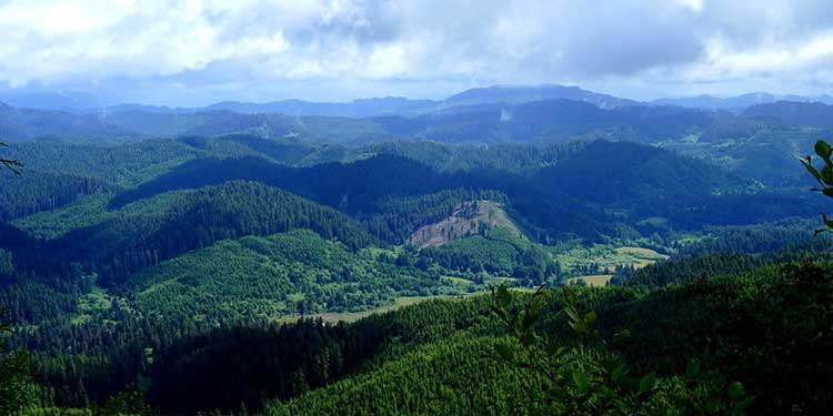 Hiking Adventure at Suislaw National Forest