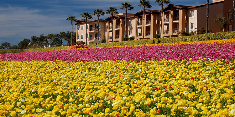 The Flower Fields