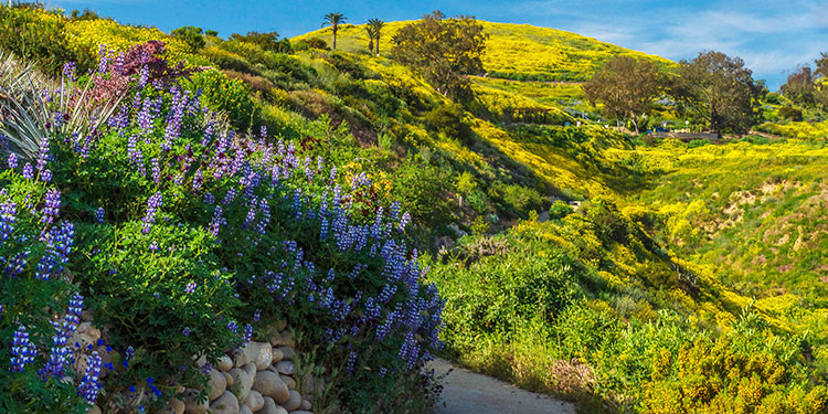 Ventura Botanical Gardens