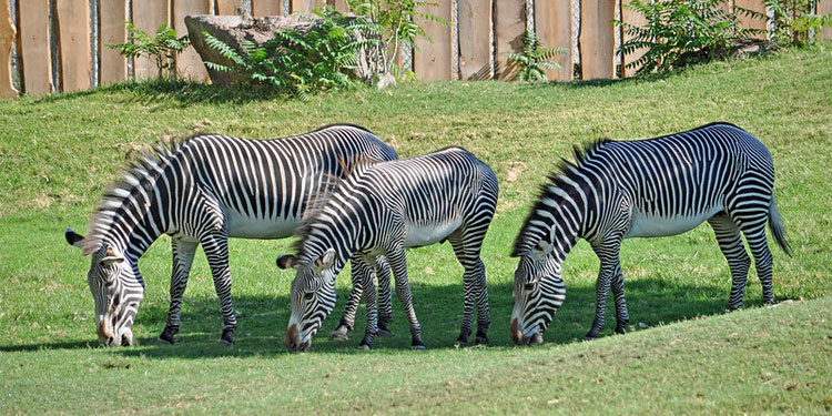 Wander off at Reid Park Zoo