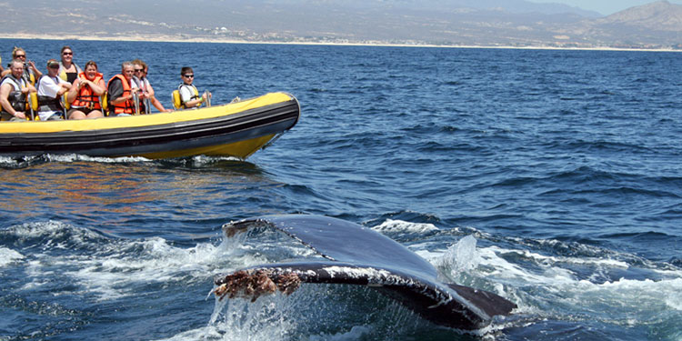 Whale Watching Tours