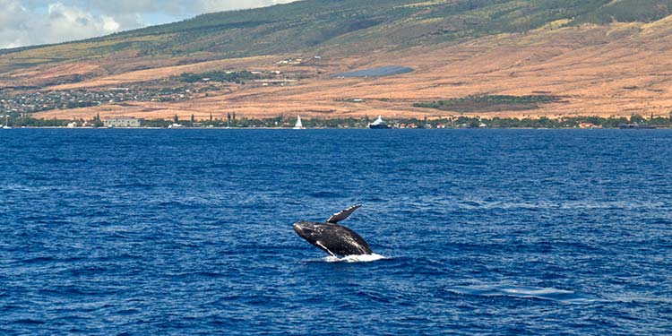 Whale Watching in Lahaina