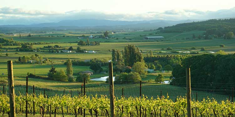 Wine Tasting at Willamette Valley