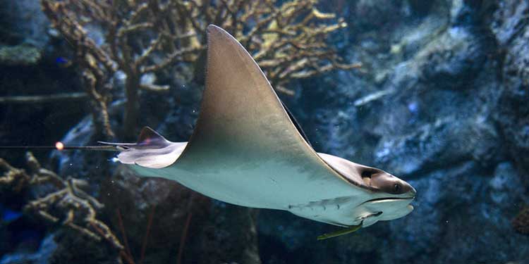 Aquarium of the Pacific