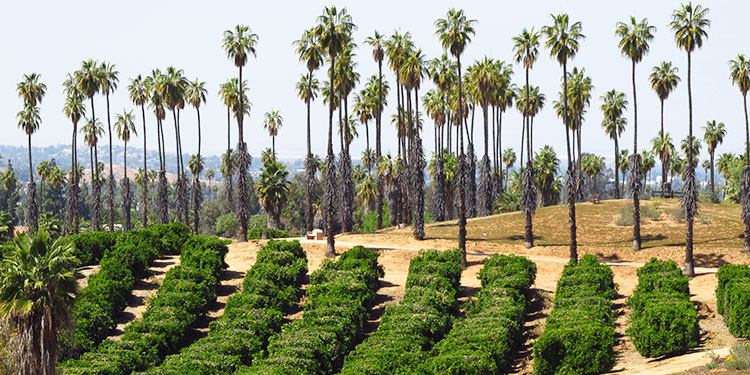 California Citrus State Historic Park