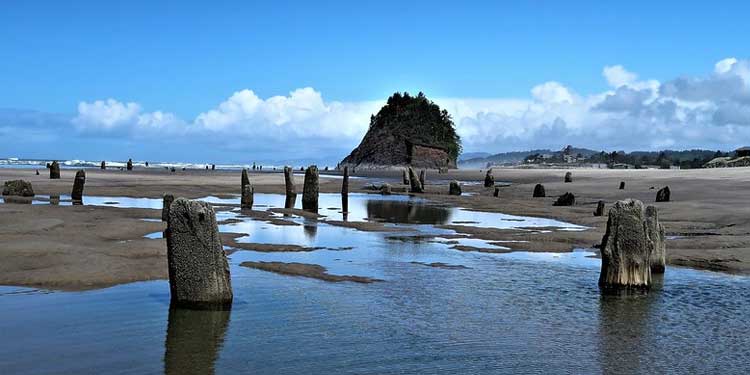 Neskowin Ghost Forest