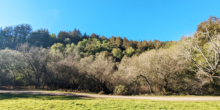 Reinhardt Redwood Park