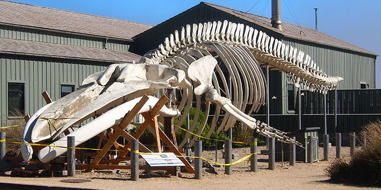 Seymour Marine Discovery Center