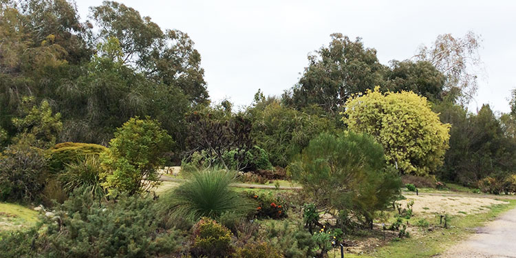 UC Santa Cruz Arboretum and Botanic Garden