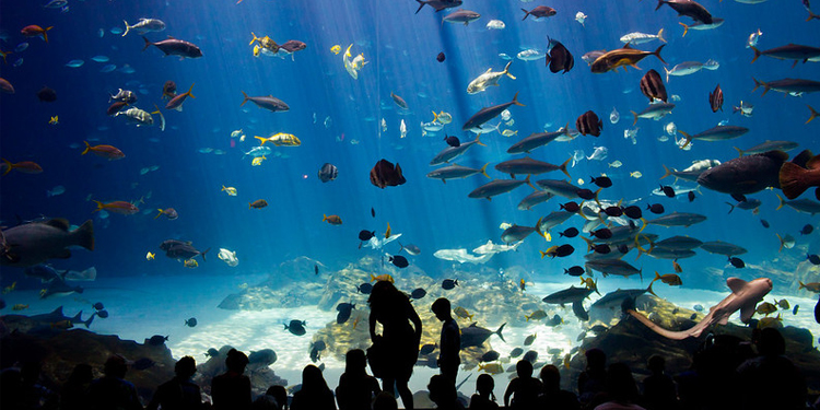 Visit Georgia Aquarium